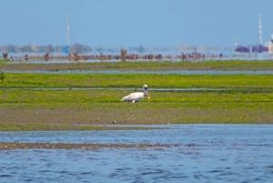 Olhão: tour privato in barca a Ria Formosa