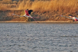 Olhão: Private Bootstour zur Ria Formosa