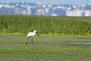 Olhão: Private Bootstour zur Ria Formosa