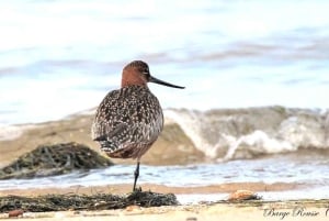Olhão: Ria Formosa 3 Islands Guided Day Trip by Boat