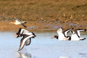 Olhão: Ria Formosa 3 Islands Guided Day Trip by Boat