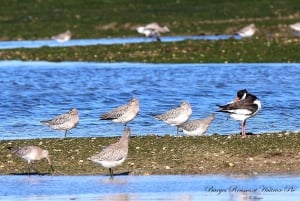 Olhão: Ria Formosa 3 Islands Guided Day Trip by Boat