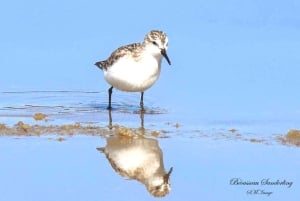 Olhão: Ria Formosa 3 Islands Guided Day Trip by Boat
