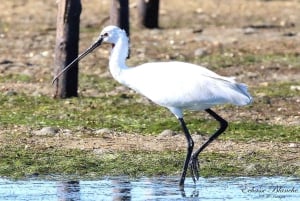Olhão: Ria Formosa 3 Islands Guided Day Trip by Boat