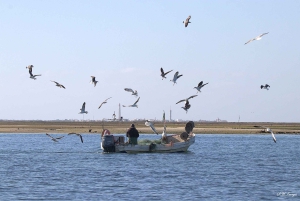 Olhão: Ria Formosa 3 Islands Guided Day Trip by Boat