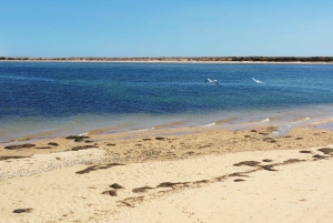 Olhão: Ria Formosa National Park and Islands Boat Cruise