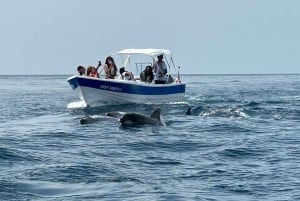 Olhão- Safari Watching Dolphins and other species