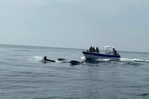 Olhão- Safari Watching Dolphins and other species