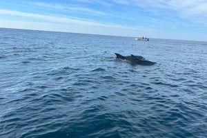 Olhão- Safari Watching Dolphins and other species