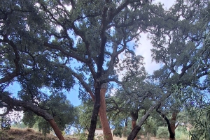 Pedal through Silence: Gravel Route from Portimão to Monchique