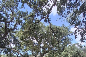 Pedal through Silence: Gravel Route from Portimão to Monchique