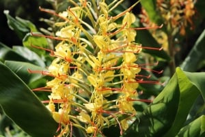 Ponta Delgada: tour di 2 giorni sull'isola di São Miguel