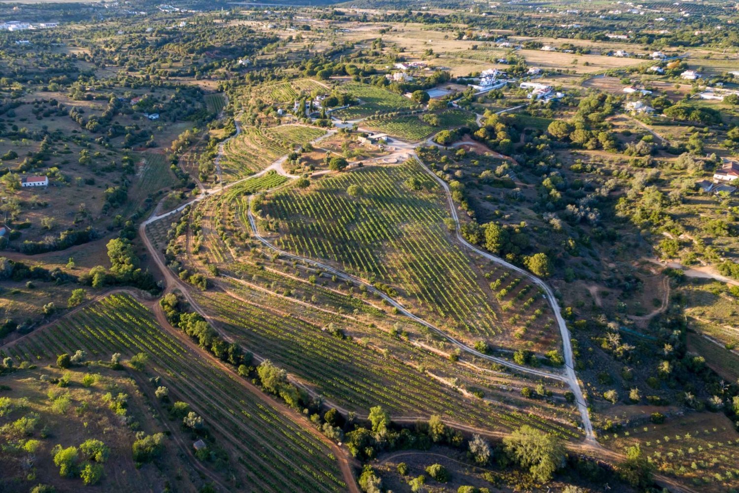 Verandor: Algarves vingårdstur och vinprovning