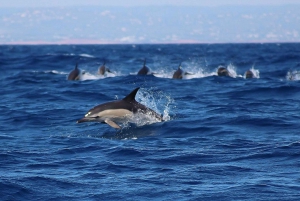 Portimão:Dolphin Watching Tour with a Marine Biologist Guide