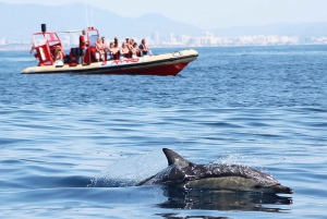 Portimão:Dolphin Watching Tour with a Marine Biologist Guide