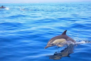 Portimão:Dolphin Watching Tour with a Marine Biologist Guide