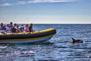 Portimão: 2-Hour Dolphin Watching Boat Tour