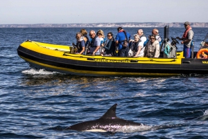 Portimão: 2-Hour Dolphin Watching Boat Tour