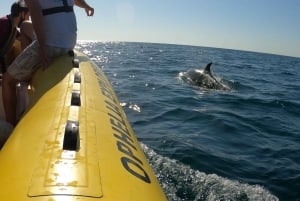 Portimão: 2-Hour Dolphin Watching Boat Tour