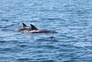 Portimão: 2-Hour Dolphin Watching Boat Tour