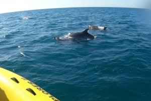 Portimão: 2-Hour Dolphin Watching Boat Tour