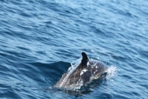 Portimão: 2-Hour Dolphin Watching Boat Tour