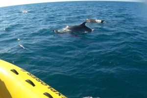 Portimão: passeio de barco de observação de golfinhos de 2 horas