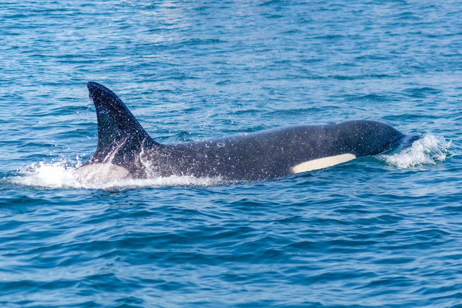 Portimão: 3 godziny – obserwacja delfinów – biolog na pokładzie