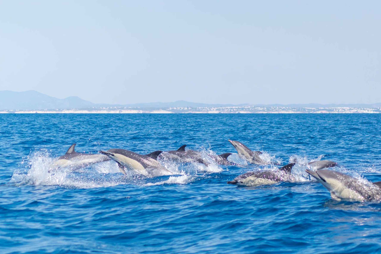 Portimão: 3 godziny – obserwacja delfinów – biolog na pokładzie