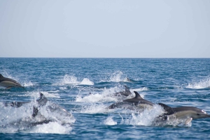 Portimão: 3 uur — Dolfijnen spotten — Bioloog aan boord