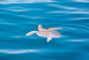 Portimão: 3 uur — Dolfijnen spotten — Bioloog aan boord