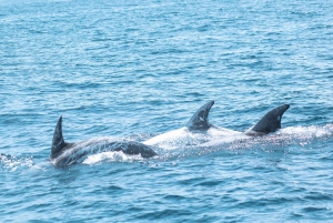 Portimão: 3 uur — Dolfijnen spotten — Bioloog aan boord
