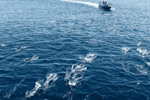 Portimão: 3 uur — Dolfijnen spotten — Bioloog aan boord