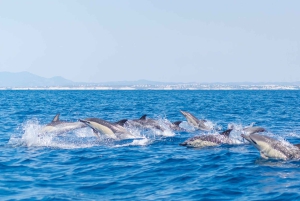 Portimão: 3 godziny – obserwacja delfinów – biolog na pokładzie
