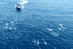 Portimão: 3 godziny – obserwacja delfinów – biolog na pokładzie