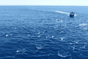 Portimão: 3 godziny – obserwacja delfinów – biolog na pokładzie