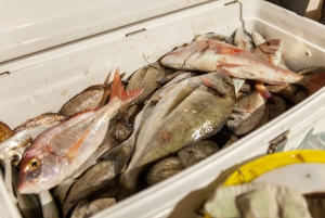 Portimão: Algarve Reef Fishing
