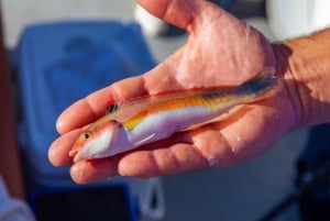 Portimão : Algarve Reef Fishing