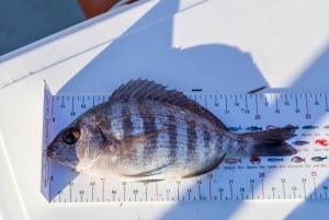 Portimão : Algarve Reef Fishing