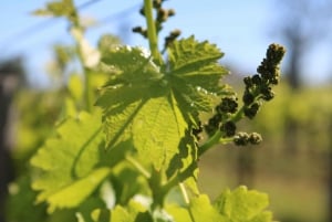 Algarve: Winery Tour with Tastings and Transfer