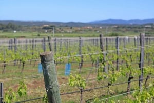 Algarve: Winery Tour with Tastings and Transfer