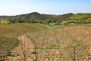 Algarve: Winery Tour with Tastings and Transfer