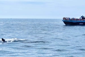 Portimão: Benagil Caves & Dolphins Watching with Biologist