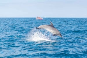 Portimão: Benagil Caves & Dolphins Watching with Biologist