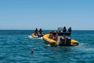 Portimão: Excursión a las Grutas de Benagil