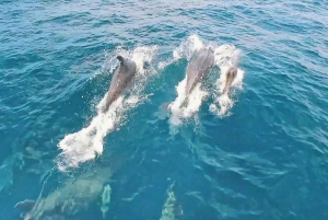 Portimão: Benagil Sea Caves Speedboat Adventure Tour