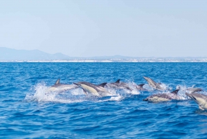 Portimão:2H30 Guaranteed - World of Dolphins & Seabirds