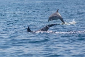 Portimão:2H30 Guaranteed - World of Dolphins & Seabirds