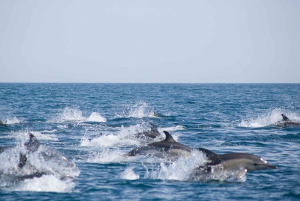 Portimão:Discover the Wonderful World of Dolphins & Seabirds