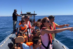 Portimão: Dolphin Spotting & Benagil Caves Guided Boat Tour